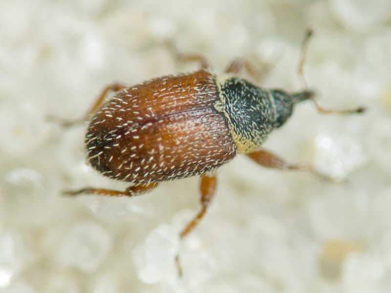 Mecinus plantaginis (Eppelsheimer, 1875)